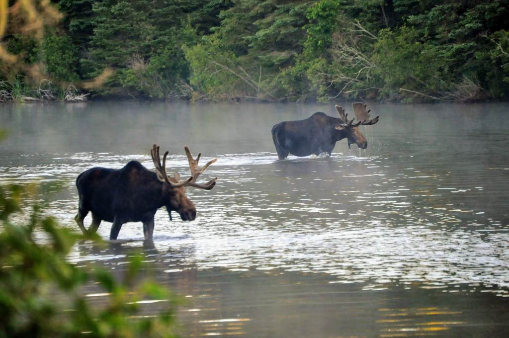 Two bull moose in Washington Creek at Isle Royale National Park